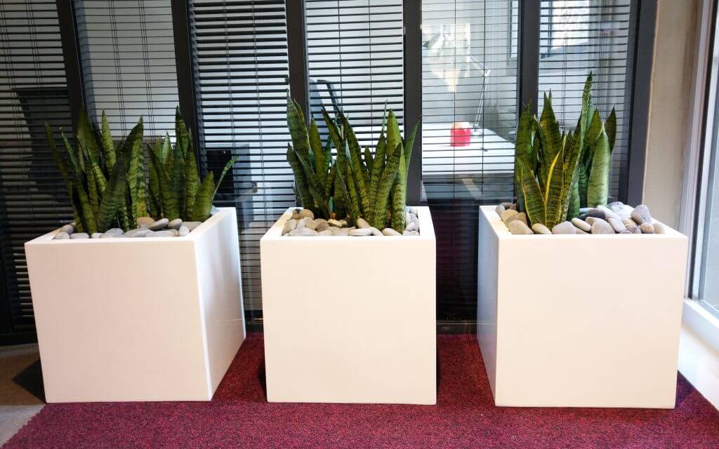 Fiche-11-societe-green-inside-1024×640 plantes vertes