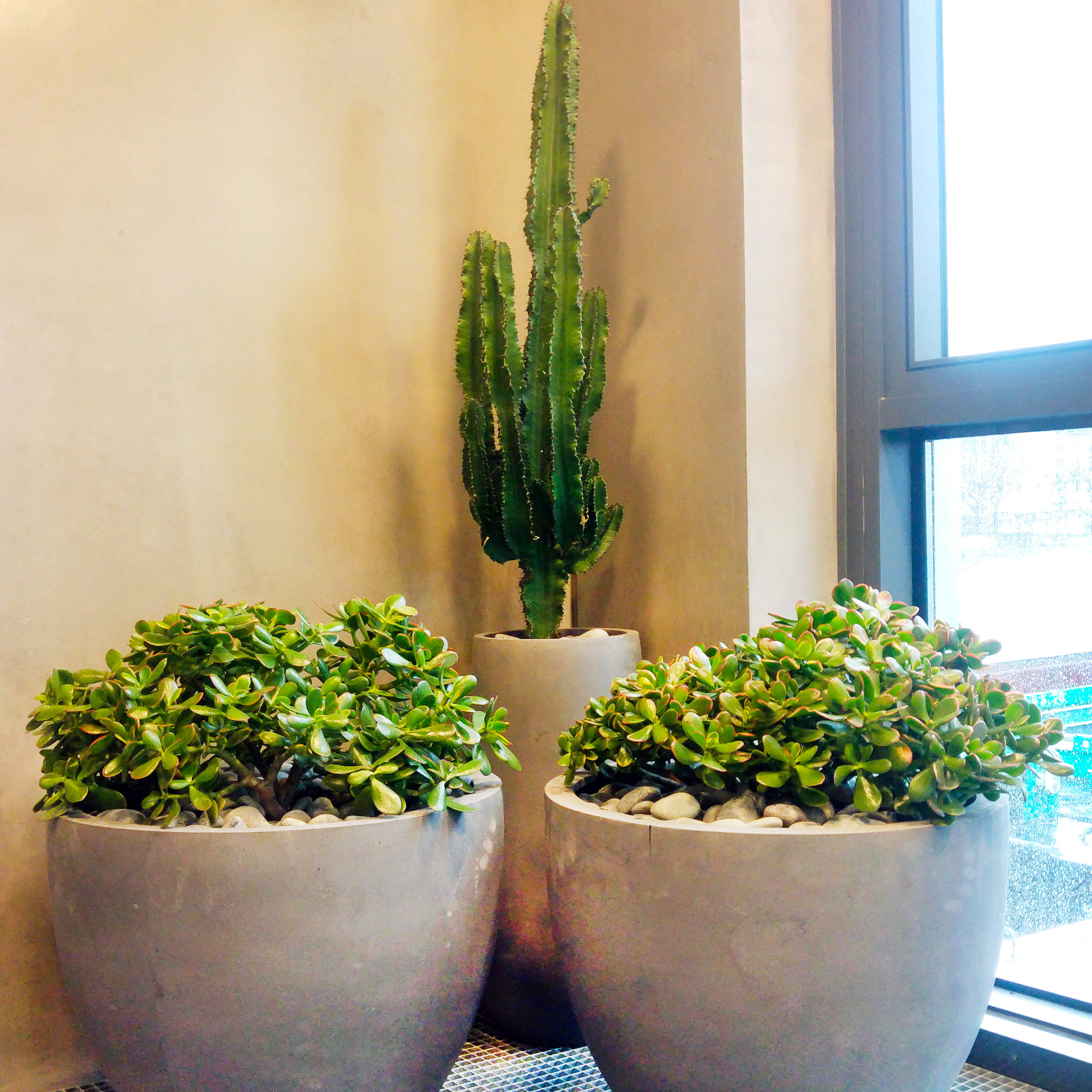 CACTUS cactus