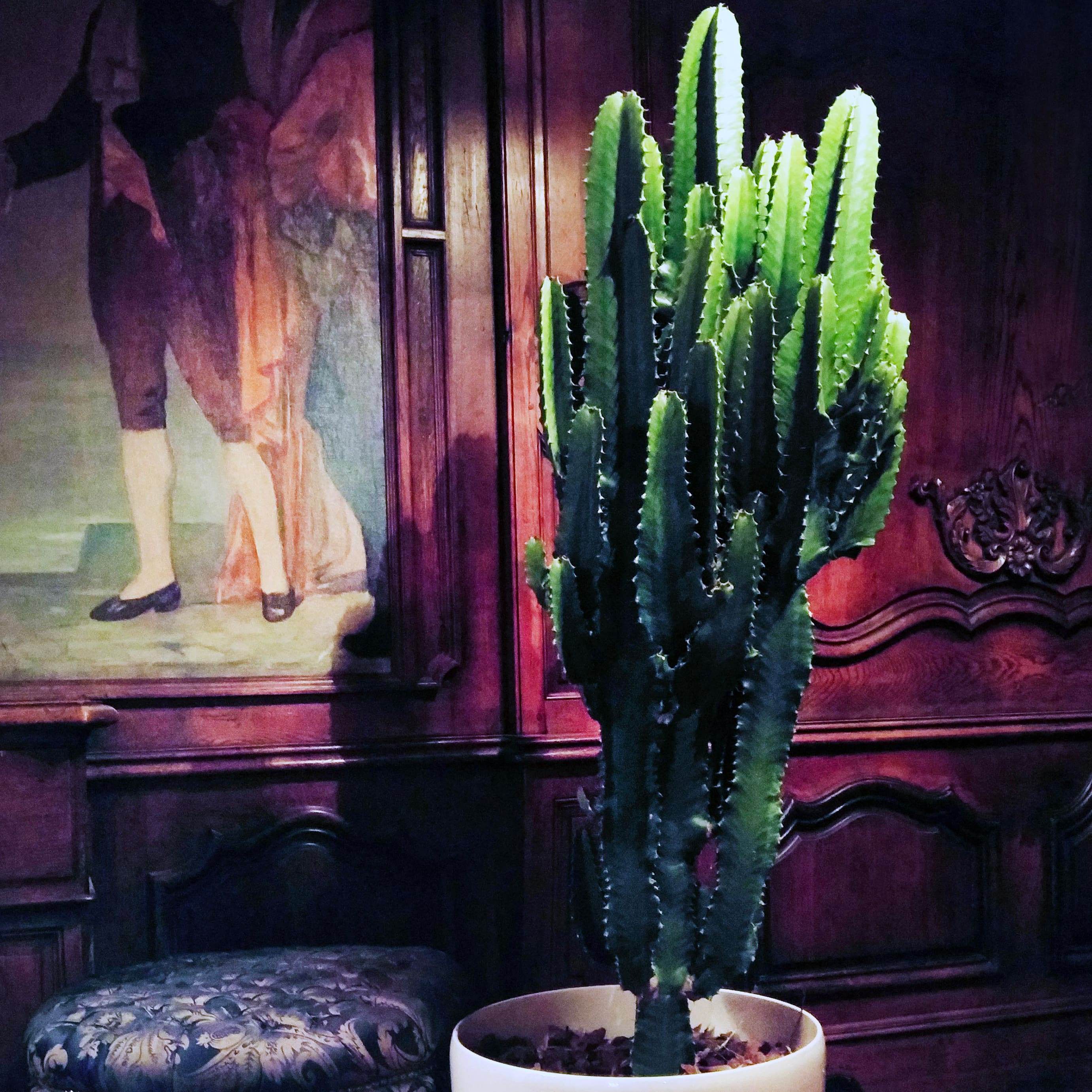 CACTUS2 cactus