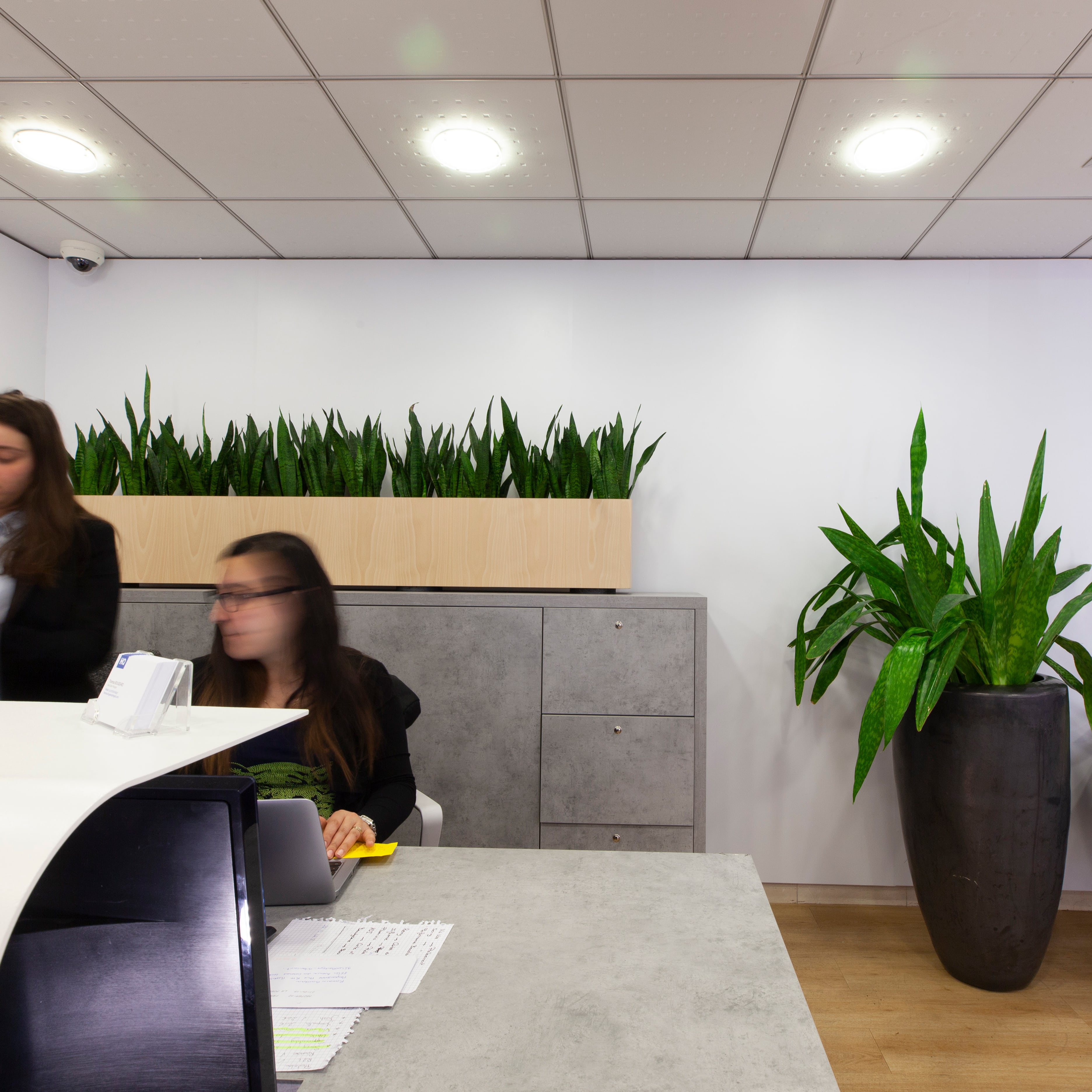 ENTRETIEN DE PLANTES LOUEES OU ACHETEES entretien de plantes louées ou achetées