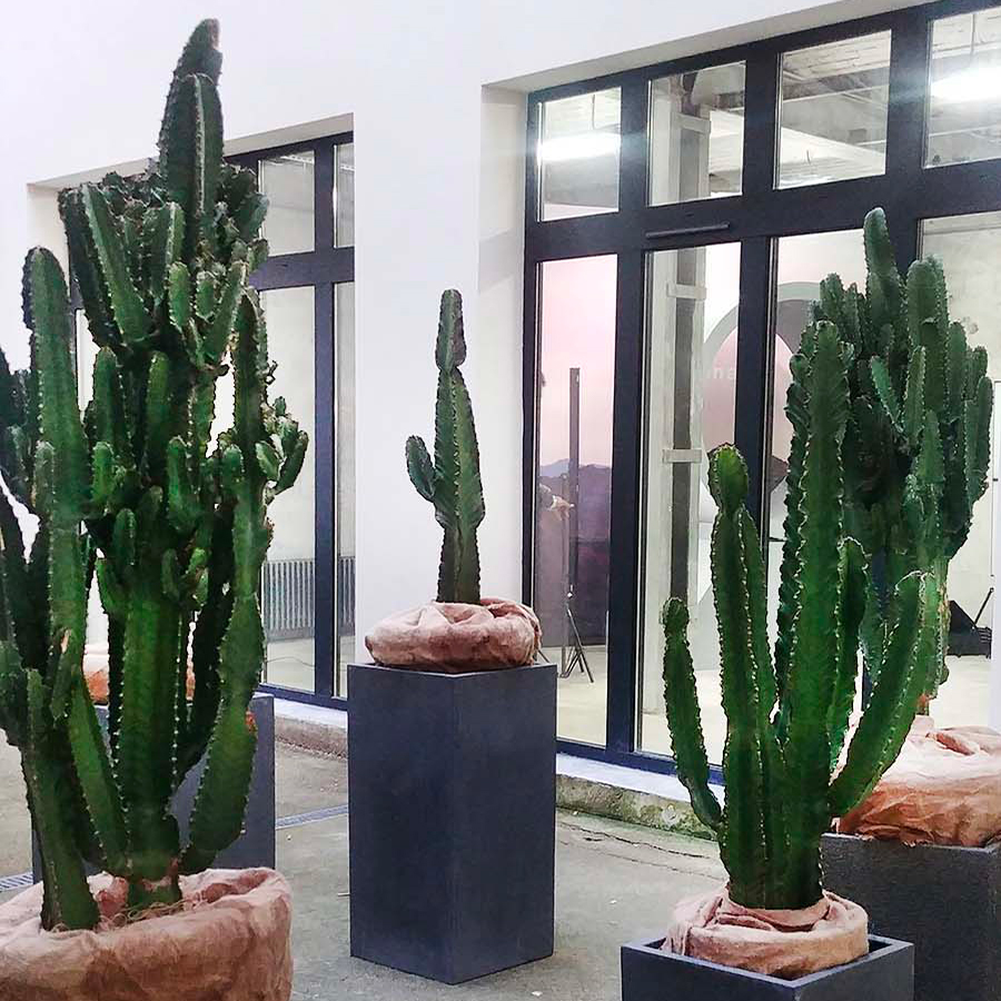 Green_Inside_Cactus_Avril3 cactus