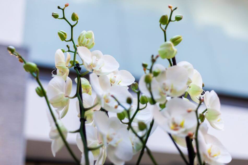 IMG_5438 orchidée