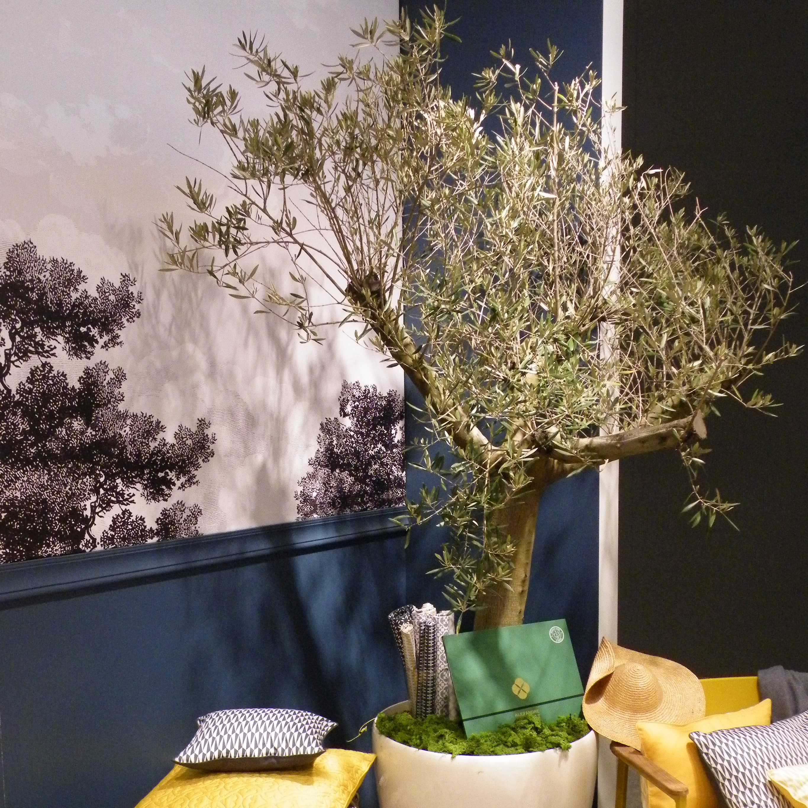 LOCATION PLANTES VERTES location de plantes