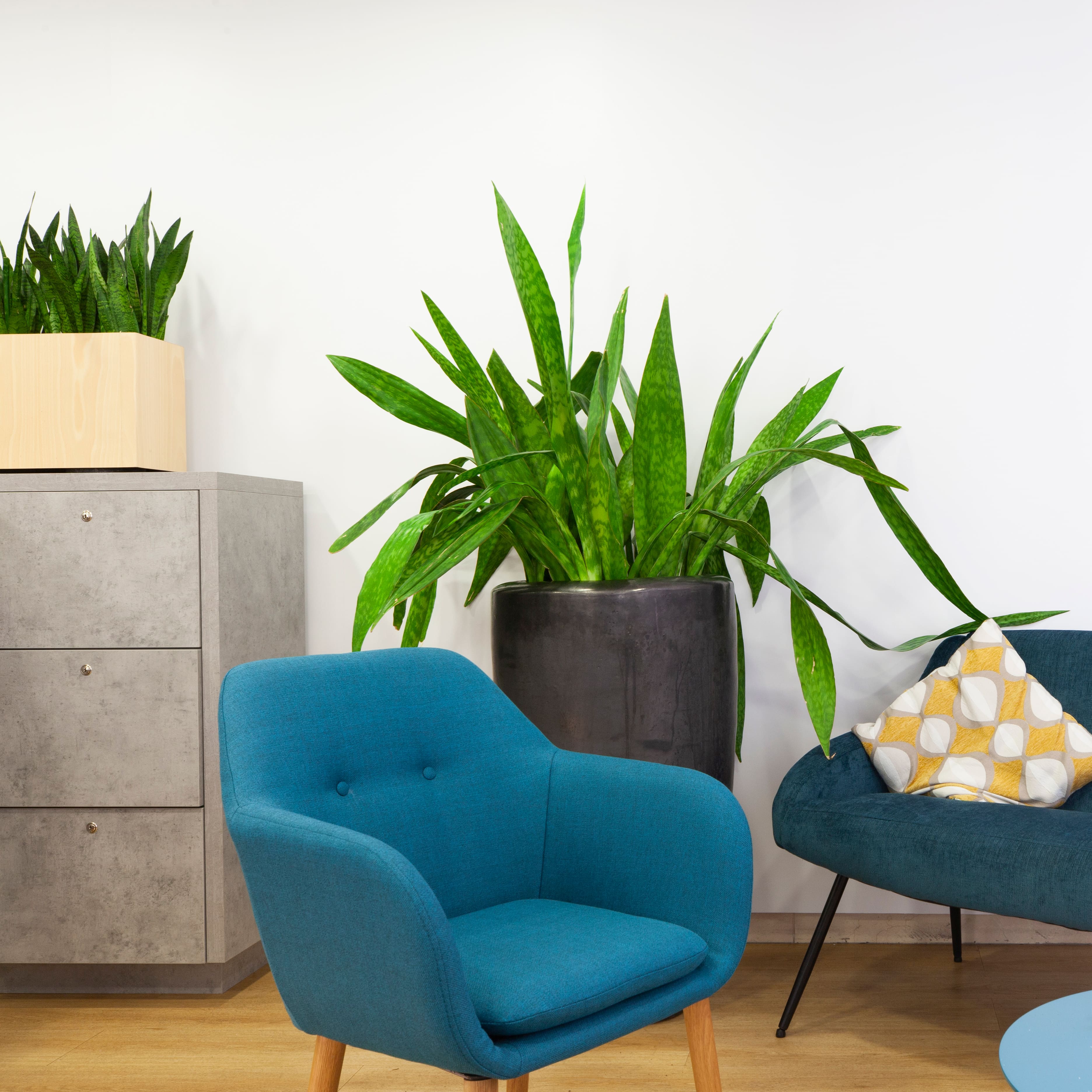 PLANTES VERTES INTERIEUR plantes vertes d'intérieur