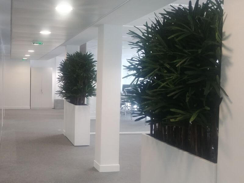 TM15 – Arbres intérieur arbres d'intérieur