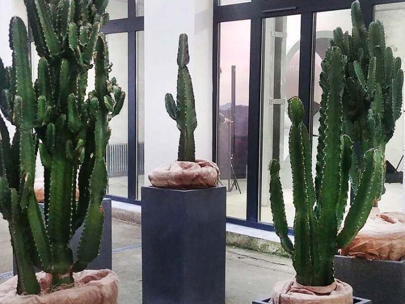 TM4 Cactus cactus