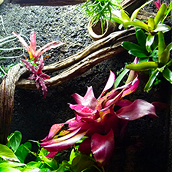 Terrarium-Tropical-6 terrarium tropical