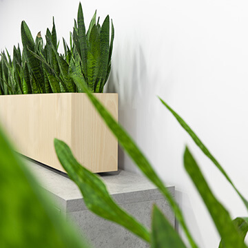 a1 plantes vertes